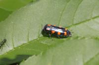 Ptosima undecimmaculata