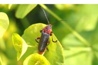 Cantharis rustica