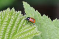 Cryptocephalus bipunctatus