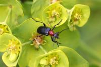 Dinoptera collaris