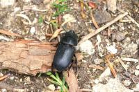 Dorcus parallelipipedus