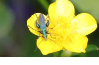 Oedemera nobilis