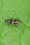 Anthocomus fasciatus
