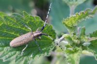 Agapanthia villosoviridescens
