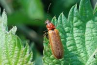 Denticollis linearis