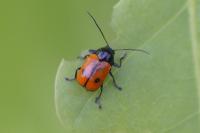 Cryptocephalus bipunctatus
