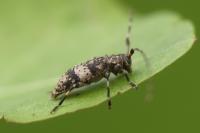Leiopus