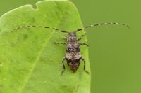 Leiopus