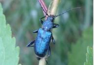 Callidium violaceum