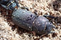 Dorcus parallelipipedus