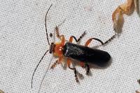 Cantharis pellucida