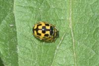 Propylea quatuordecimpunctata