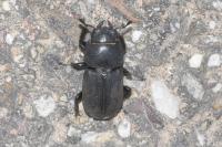 Dorcus parallelipipedus