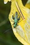 Oedemera nobilis