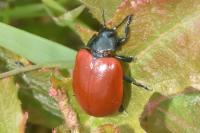 Chrysomela populi
