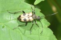 Pachytodes cerambyciformis