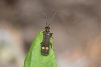 Malthodes