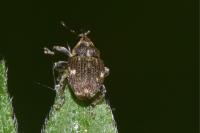 Nedyus quadrimaculatus