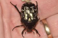 Liocola marmorata
