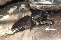 Lucanus cervus