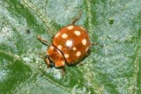 Calvia quatuordecimguttata
