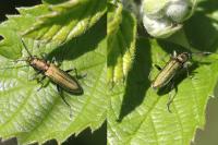 Chrysanthia viridissima