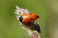 Clytra quadripunctata
