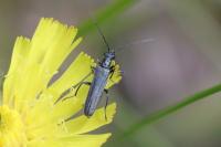 Oedemera virescens