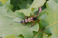 Rutpela maculata