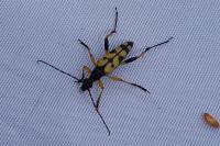 Rutpela maculata