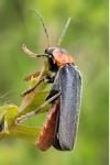 Cantharis fusca