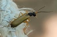 Rhagonycha lignosa