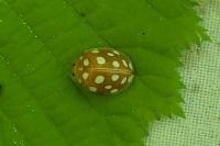 Halyzia sedecimguttata