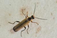Cantharis decipiens