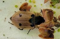 Dendroxena quadrimaculata