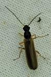 Rhagonycha lignosa