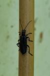 Cantharis