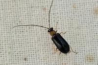 Luperus