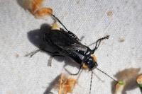 Cantharis