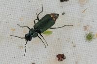 Malachius bipustulatus