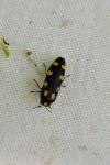 Ptosima undecimmaculata