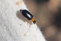 Luperus