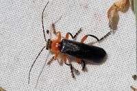 Cantharis pellucida