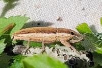 Lixus