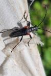 Stenocorus meridianus