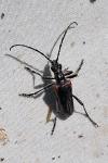 Stenocorus meridianus