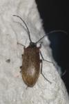 Pseudocistela ceramboides
