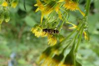 Clytus tropicus