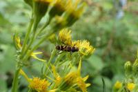 Clytus tropicus