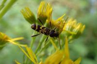 Clytus tropicus